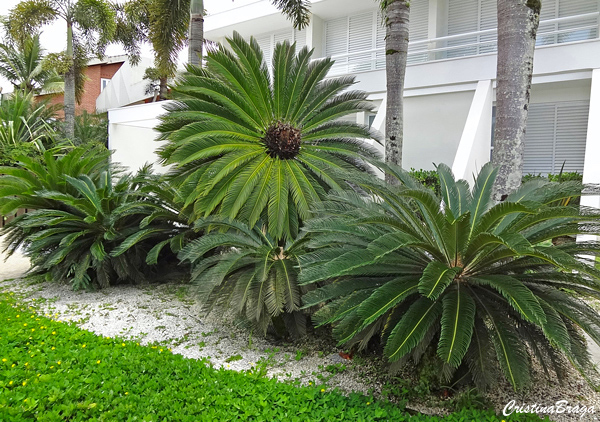 Cycas taitungensis 