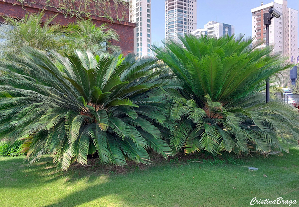 Cycas taitungensis 