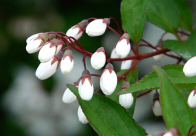 Deutzia – Deutzia gracilis