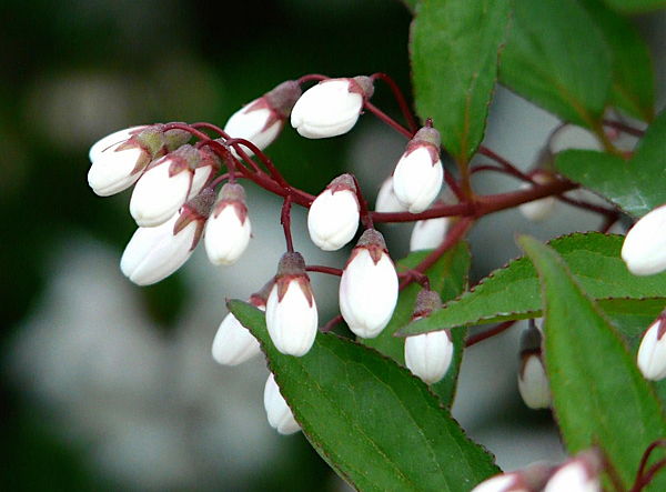 Deutzia - Deutzia gracilis