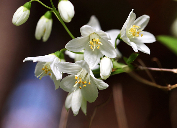 Deutzia - Deutzia gracilis