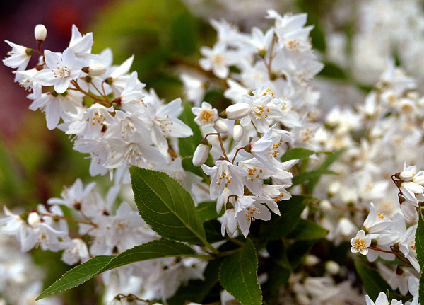 Deutzia - Deutzia gracilis