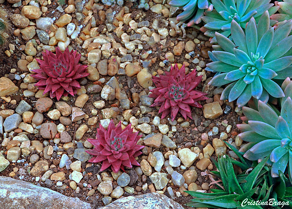 Echeveria agavoides