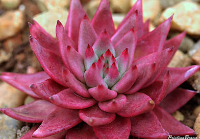 Echeveria agavoides Celestia