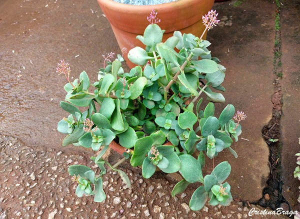 Flor mosquito - Crassula multicava