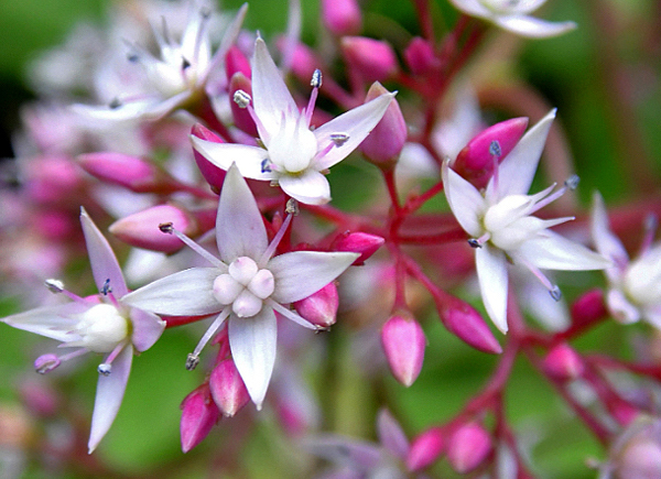 Flor mosquito - Crassula multicava