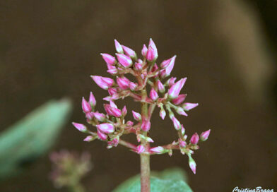 Flor mosquito – Crassula multicava