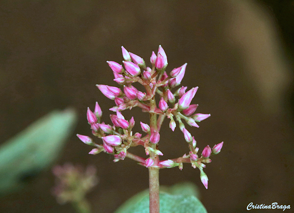 Flor mosquito - Crassula multicava