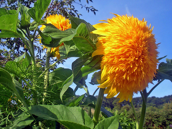 Girassol Anão