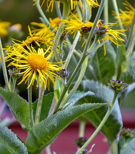 Inula - Inula orientalis