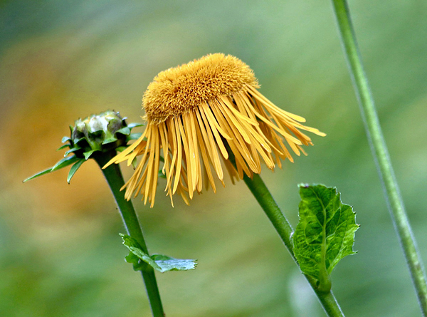Inula