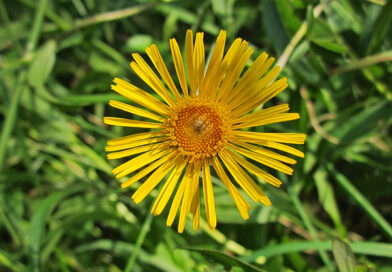 Inula – Inula orientalis