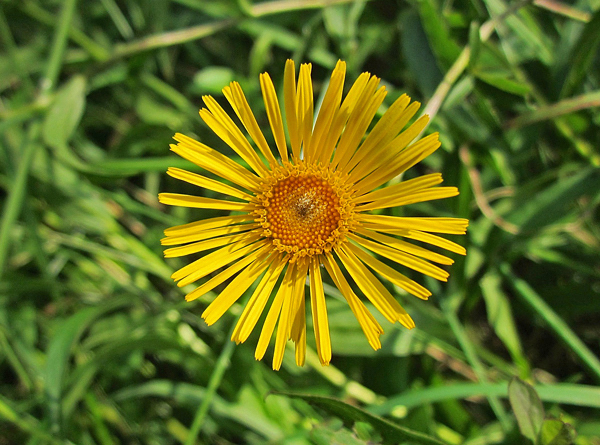 Inula