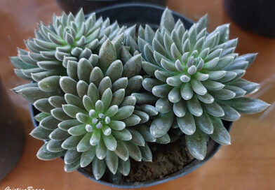 Jade Chinês – Sinocrassula yunnanensis