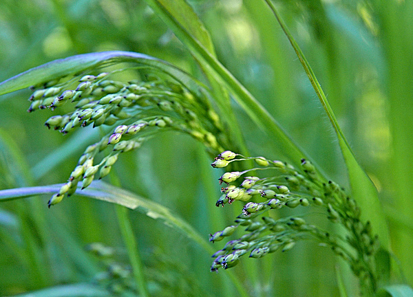 Panicum virgatum
