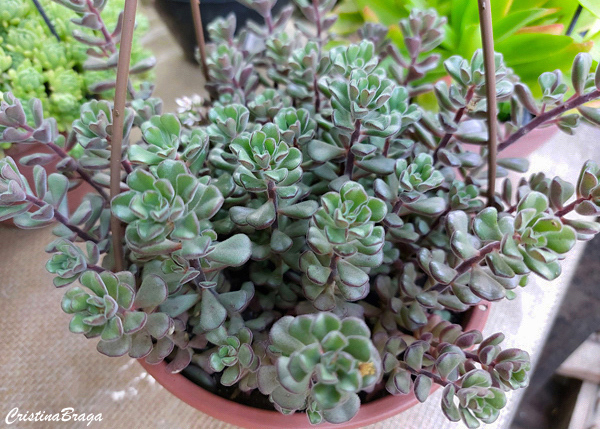 Sedum versadense