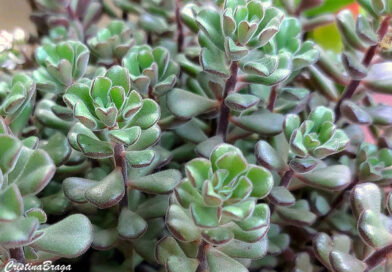 Sedum versadense
