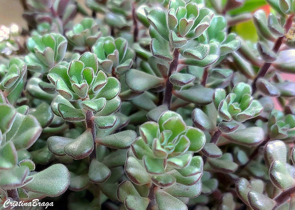 Sedum versadense