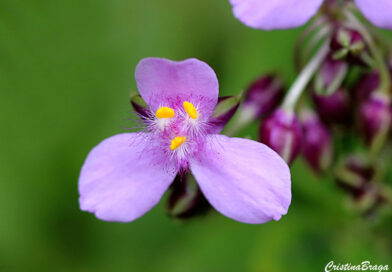 Trapoeraba rosa – Tripogandra diuretica