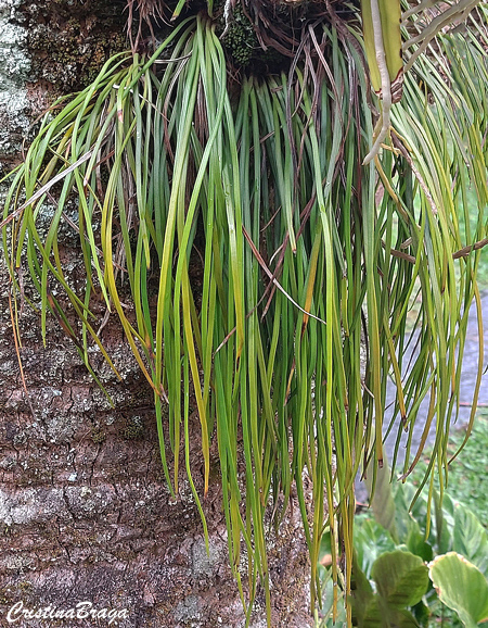 Vittaria lineata