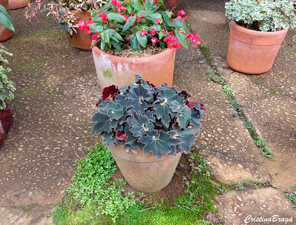 Begonia negra - Begonia black