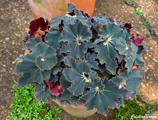 Begonia negra - Begonia black
