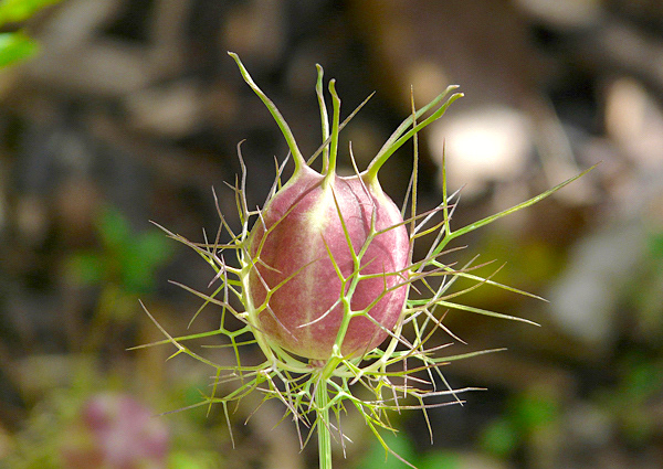 Cabelo de Vênus - Nigella damascena