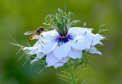 Cabelo de Vênus – Nigella damascena