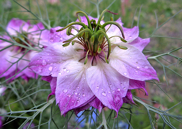 Cabelo de Vênus - Nigella damascena