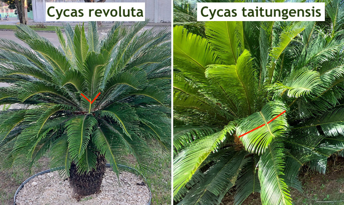 Cycas taitungensis