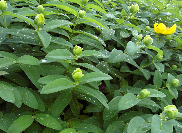 Erva-de-São-João - Hypericum patulum