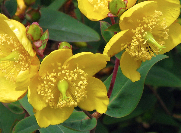 Erva-de-São-João - Hypericum patulum