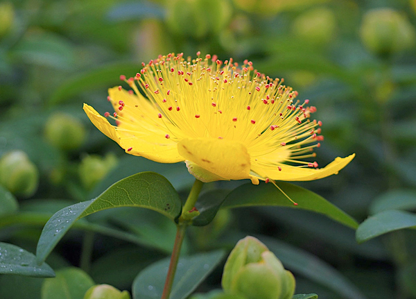 Erva-de-São-João - Hypericum patulum