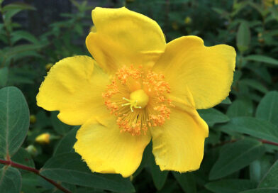 Erva-de-São-João – Hypericum patulum