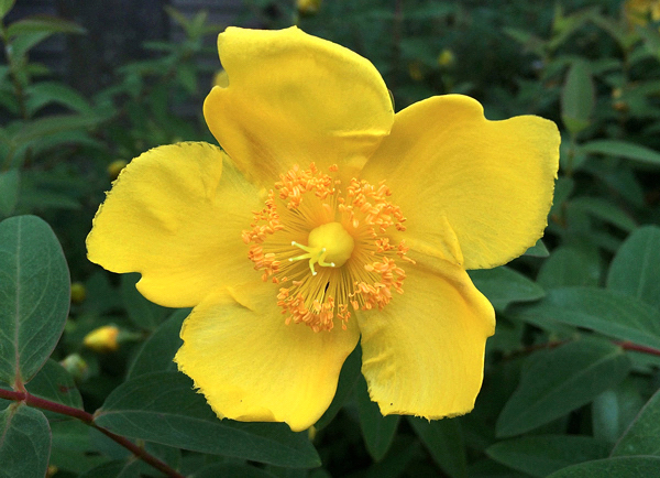 Erva-de-São-João - Hypericum patulum