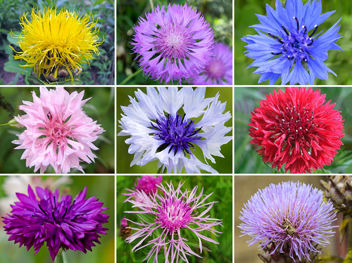 Flor Escovinha - Centaurea
