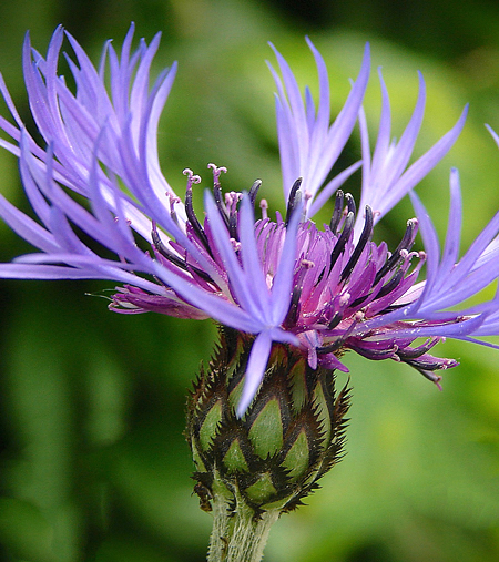 Flor Escovinha - Centaurea