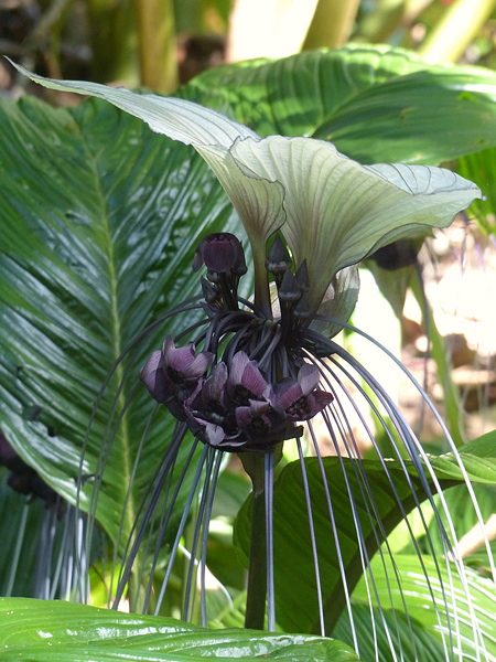 Flor morcego branca - Tacca integrifolia