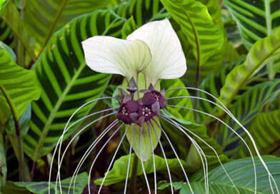 Flor morcego branca – Tacca integrifolia
