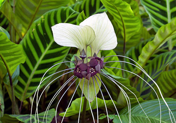 Flor morcego branca - Tacca integrifolia