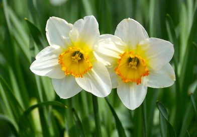 Flor Narciso – Narcissus