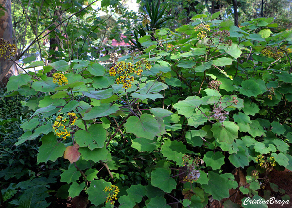 Gerânio da Califórnia - Roldana petasitis