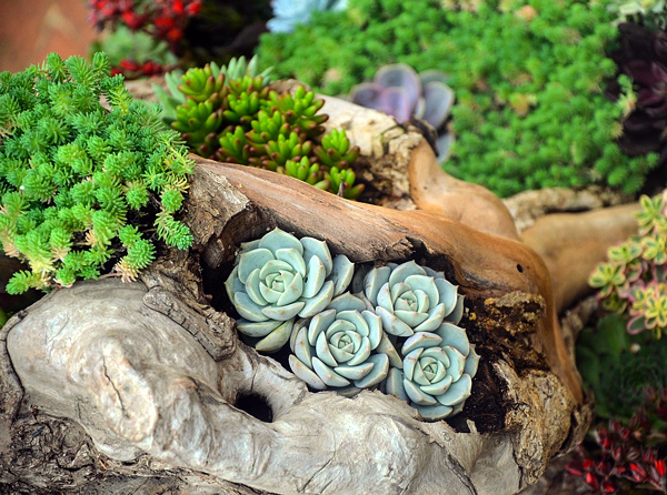 Graptoveria Lovely Rose