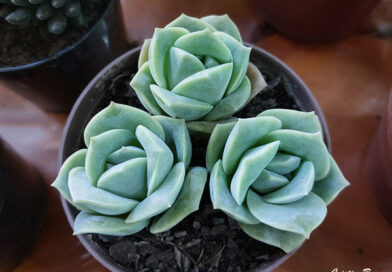 Graptoveria Lovely Rose