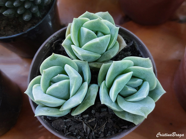 Graptoveria Lovely Rose
