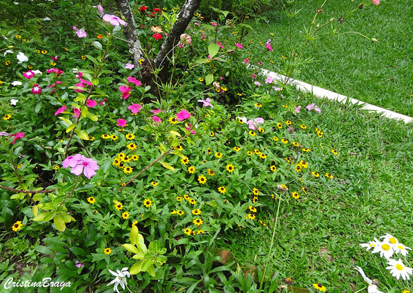 Sanvitalia procumbes