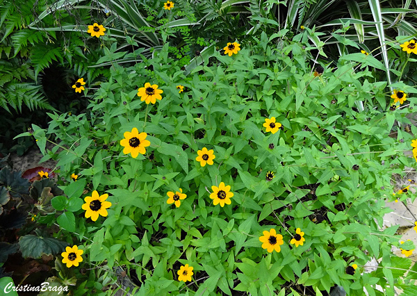 Sanvitalia procumbes