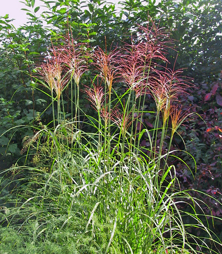 Miscanthus sinensis Nippon