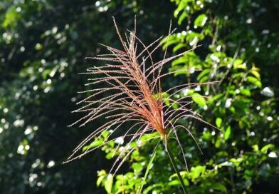 Miscanthus sinensis Nippon
