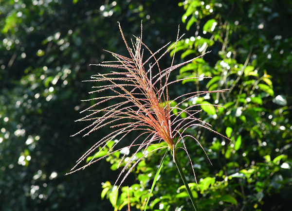 Miscanthus sinensis Nippon